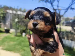 Yorkshire Terrier perros Yorkshire toy - Anuncio 3