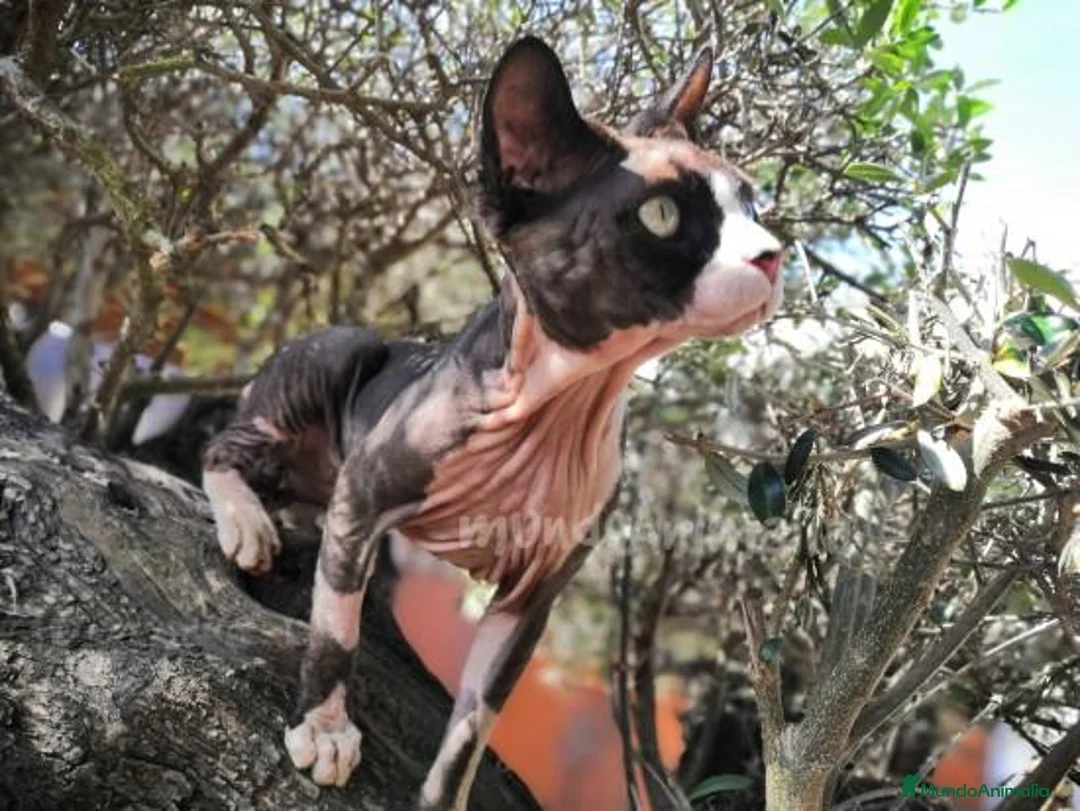 Imagen de galería {{count}}