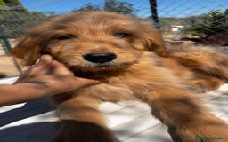 Goldendoodle perros en venta: Goldendoodle  - Imagen 5