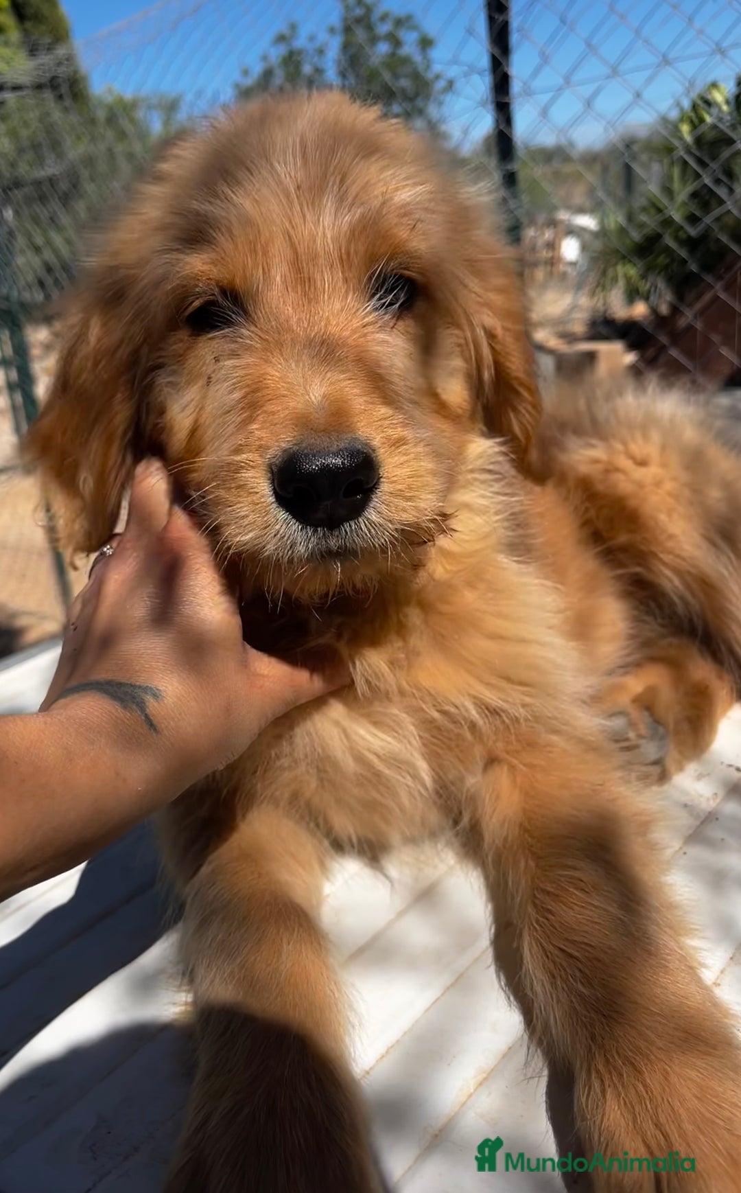 Goldendoodle perros en venta: Goldendoodle  - Imagen 5