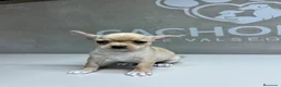 Chihuahua perros en venta: Chihuahuas  - Anuncio 2