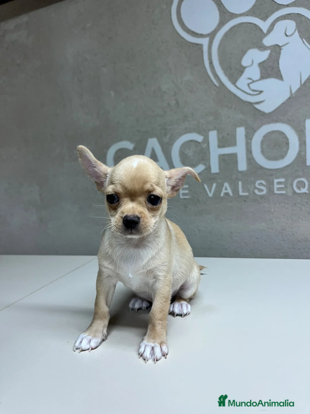Chihuahua perros en venta: Chihuahuas  - Anuncio 2
