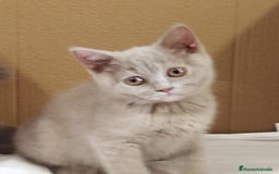 Británico de Pelo Corto gatos en venta: British Shorthair última hembra  - Imagen 20