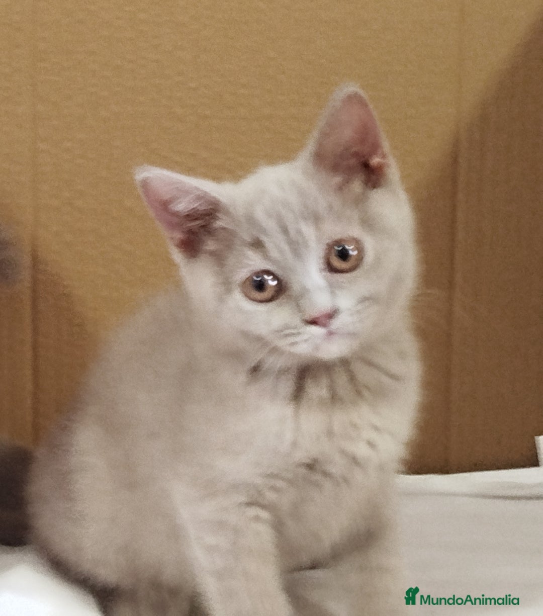 Británico de Pelo Corto gatos en venta: British Shorthair última hembra  - Imagen 20