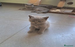 Británico de Pelo Corto gatos en venta: BRITISH PURA RAZA  - Imagen 2