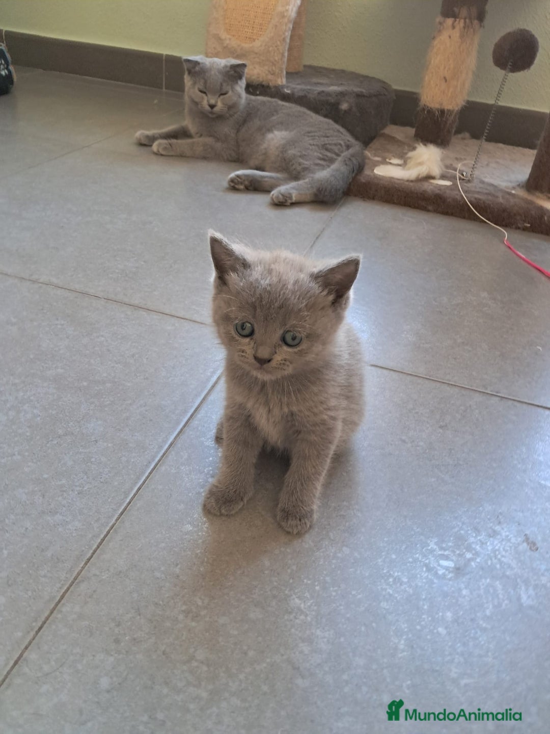 Británico de Pelo Corto gatos en venta: BRITISH PURA RAZA  - Imagen 2