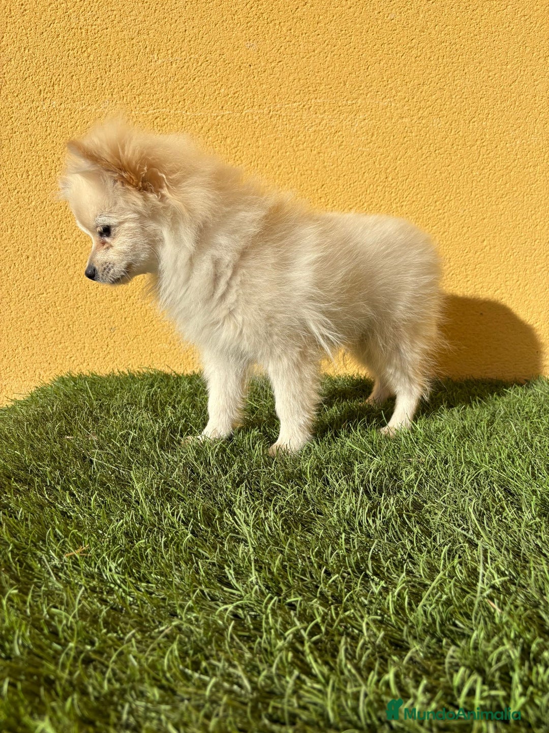 Pomerania perros en venta: Pomerania toy macho blanco  - Imagen 12