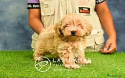 Maltipoo perros en venta: Cachorros de maltipoo disponibles.  - Imagen 2