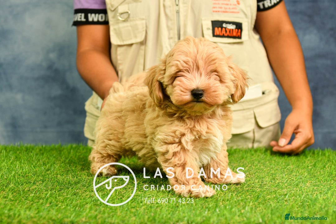 Maltipoo perros en venta: Cachorros de maltipoo disponibles.  - Imagen 2