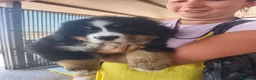 Boyero de Berna perros en venta: BOYERO DE BERNA 2 hembras  - Anuncio 2