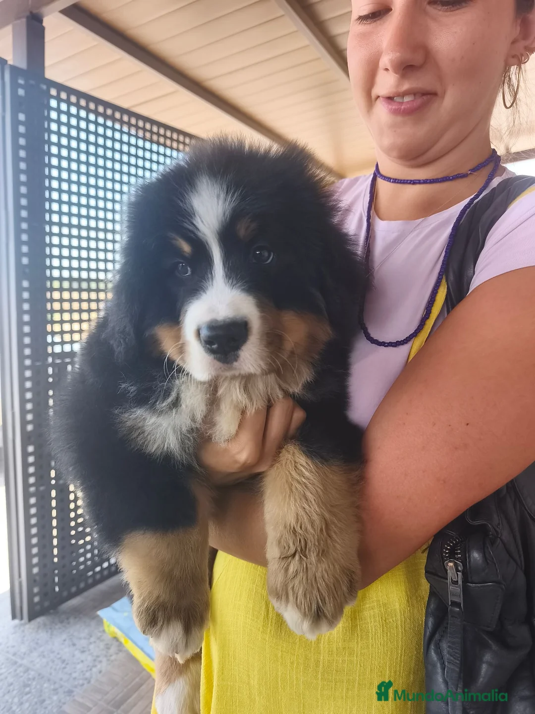 Boyero de Berna perros en venta: BOYERO DE BERNA 2 hembras  - Anuncio 2