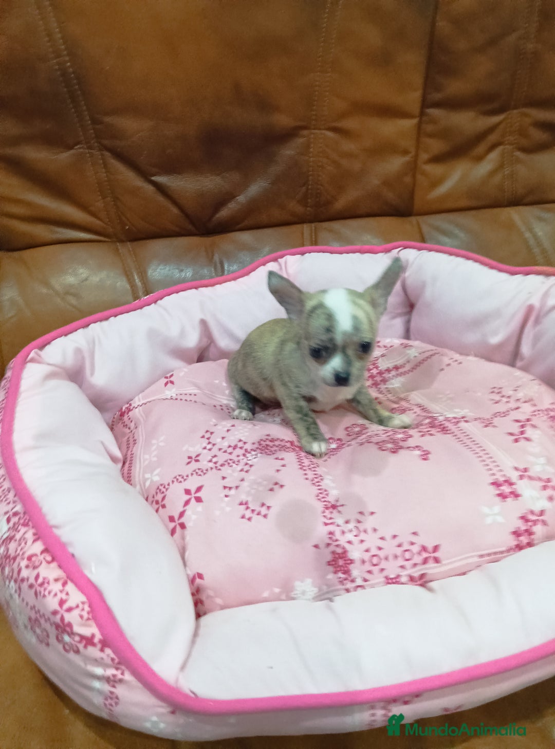 Chihuahua perros en venta: Chihuahua toy  - Anuncio 7