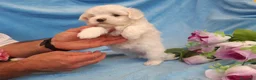 Bichón Maltés perros en venta: PRECIOSOS BICHON MALTES  LINEA TOY   - Anuncio 3