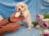 Bichón Maltés Cachorro 4