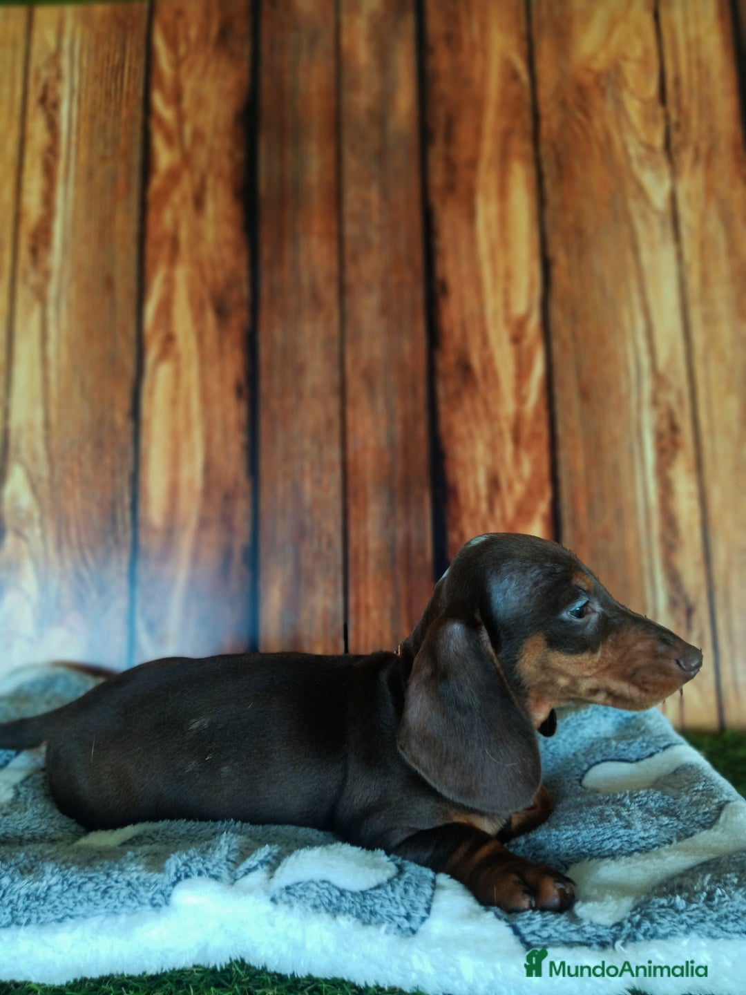 Teckel Miniatura perros en venta: TECKEL - Imagen 4