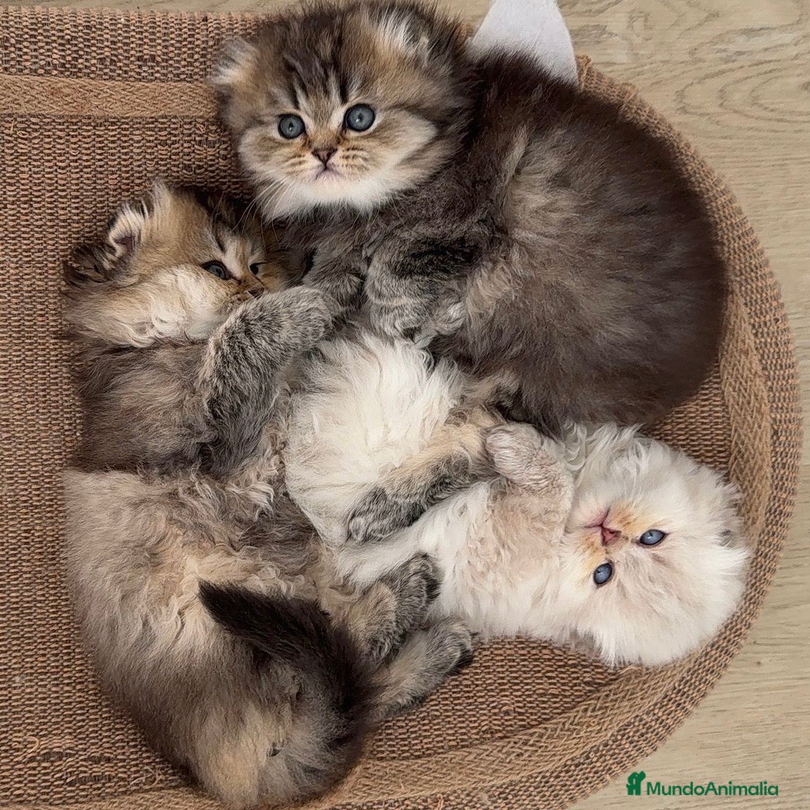 Scottish Fold gatos Scottish Fold Highland  - Anuncio 2