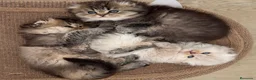 Scottish Fold gatos en venta: Scottish Fold Highland  - Anuncio 1