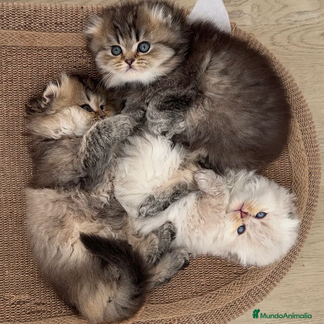 Scottish Fold gatos en venta: Scottish Fold Highland  - Anuncio 1