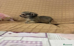 Chihuahua perros en venta: Chihuahua toy pelo largo  - Imagen 4