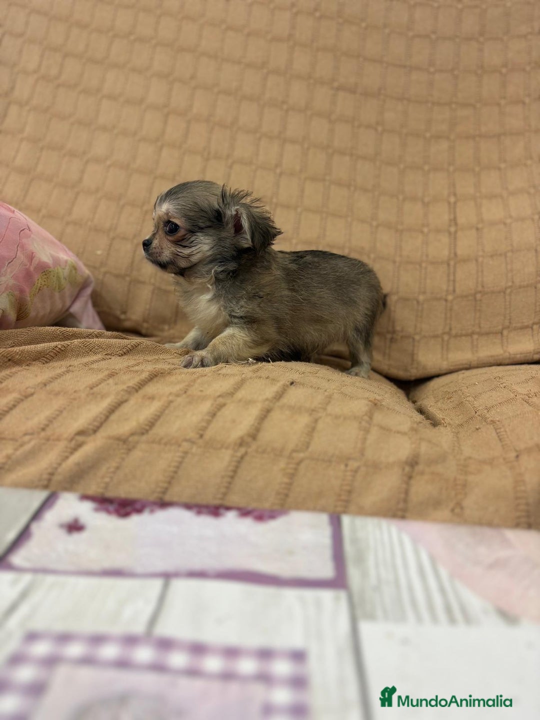 Chihuahua perros en venta: Chihuahua toy pelo largo  - Imagen 4