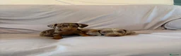 Teckel perros en venta: Cachorros de Teckel Kaninchen - Anuncio 5