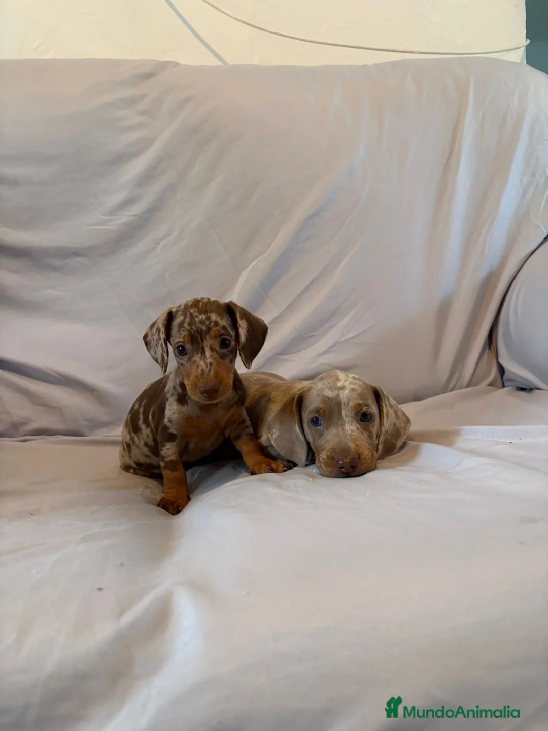 Teckel perros en venta: Cachorros de Teckel Kaninchen - Anuncio 5