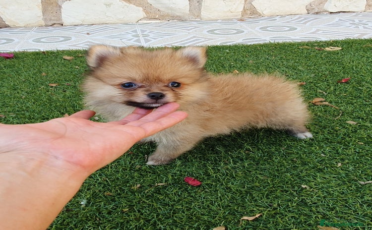 Pomerania perros - Propaganda 10