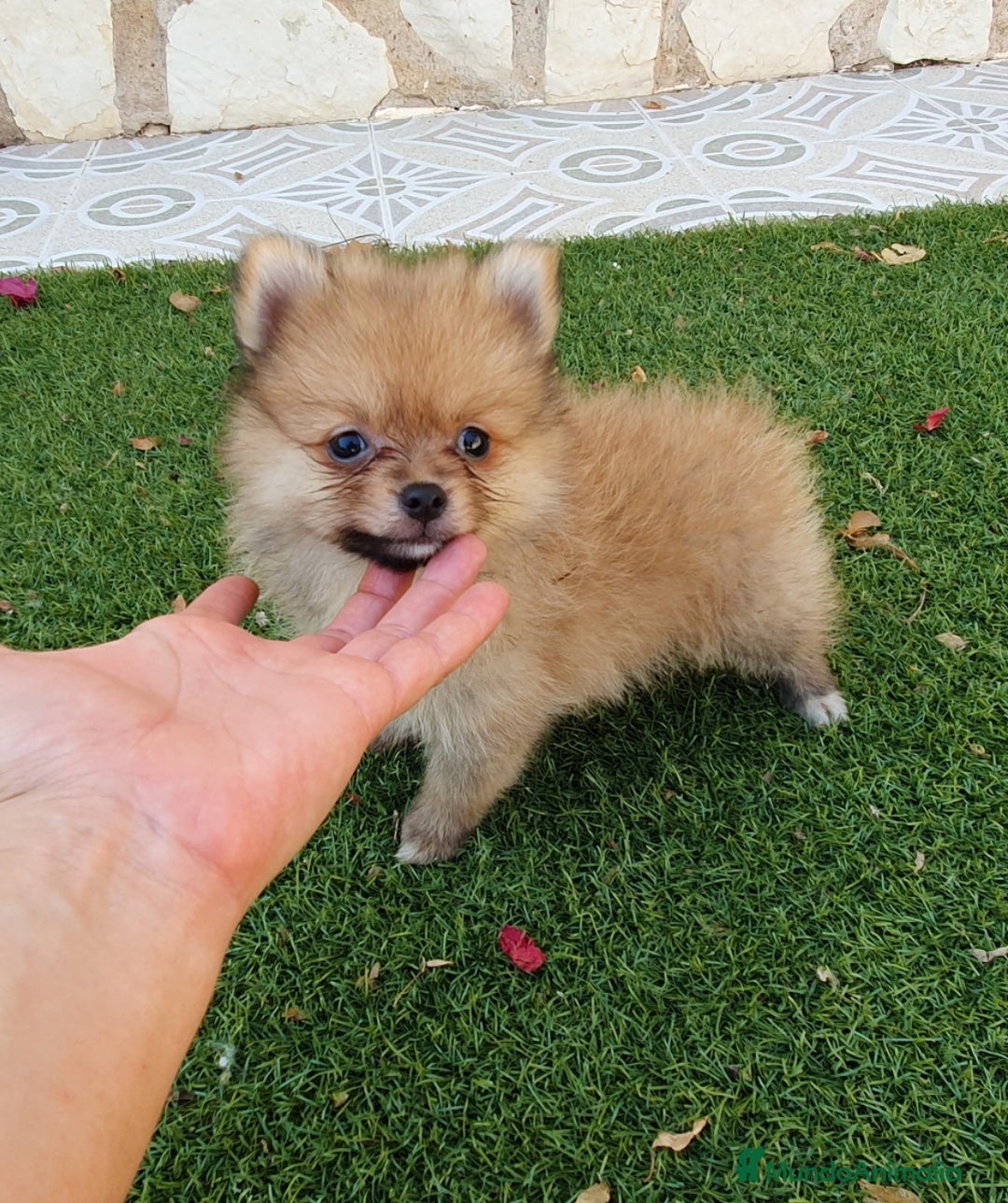 Pomerania perros en venta: Pomerania Cachorros Toy - Imagen 1