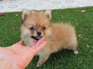 Pomerania perros - Anuncio 37