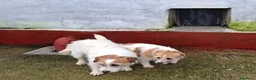 Jack Russell Terrier perros en venta: Jack Russell Hembra - Anuncio 1