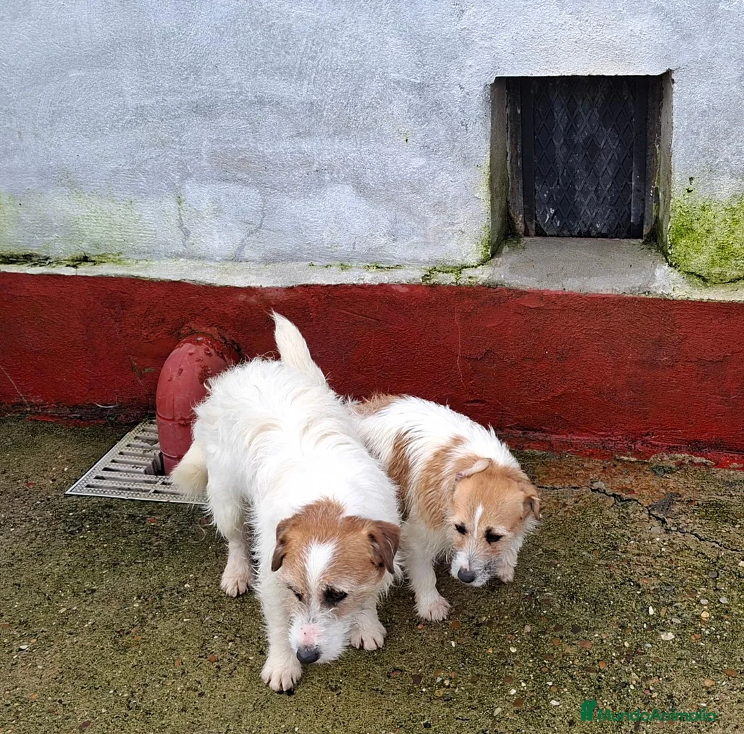 Jack Russell Terrier perros en venta: Jack Russell Hembra - Anuncio 1