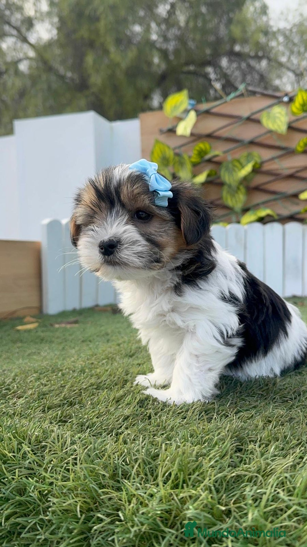 Yorkshire Terrier perros en venta: YORKSHIRE BIEWER - Anuncio 12