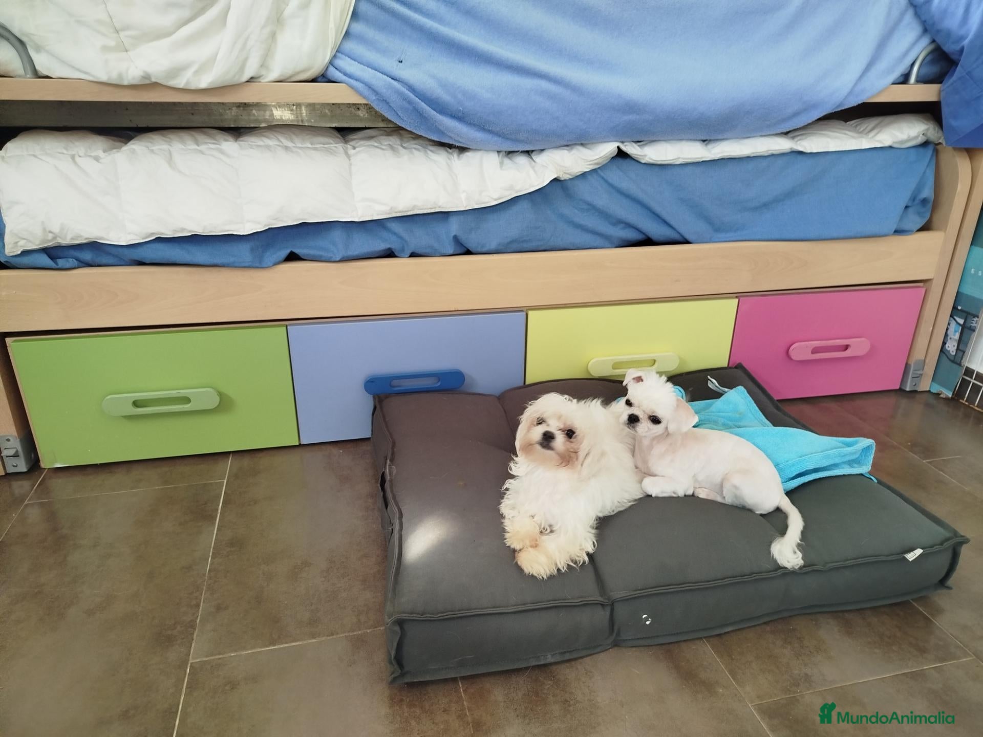 Bichón Maltés perros en venta: Camada de maltés toy linea koreana - Anuncio 1