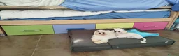 Bichón Maltés perros en venta: Camada de maltés toy linea koreana - Anuncio 1