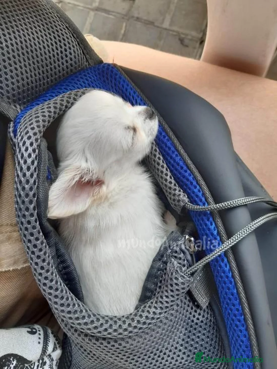 Imagen de galería {{count}}