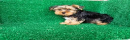 Yorkshire Terrier perros en venta: yorkshire terrier - Anuncio 11