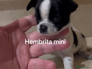 Chihuahua perros Chihuhuas - Anuncio 1