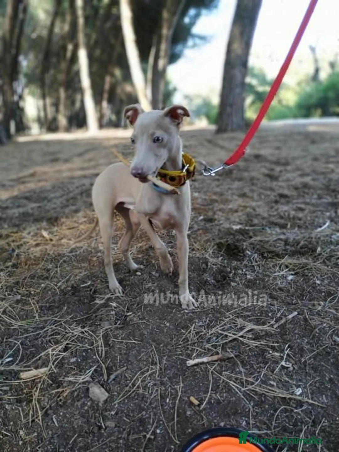 Imagen de galería {{count}}