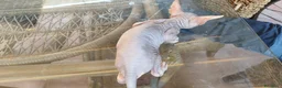 Sphynx gatos en venta: SPHYNX HEMBRAS TACTO GOMA - Anuncio 9