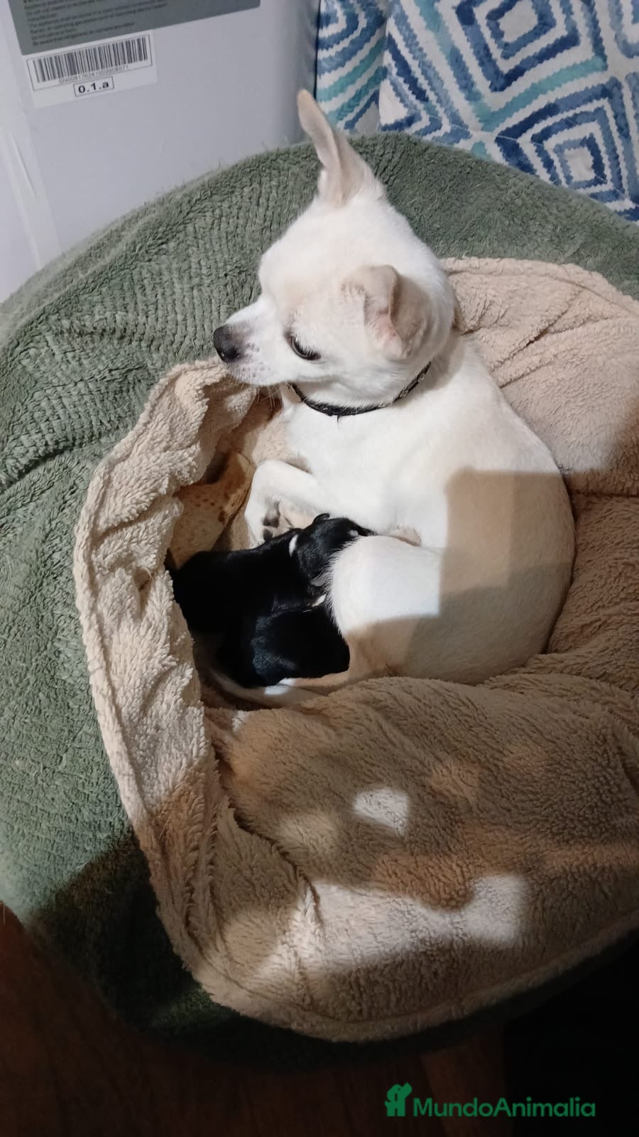 Chihuahua perros CACHORROS DE CHIHUAHUA - Anuncio 1