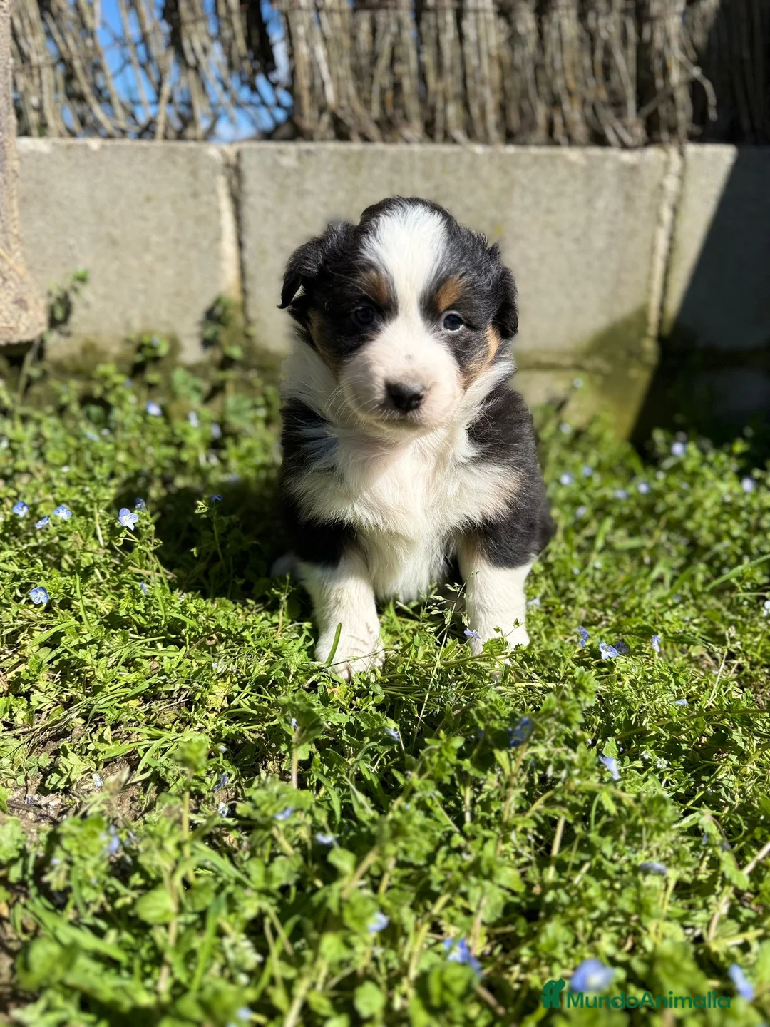 Pastor Australiano perros en venta: Cachorros pastor australiano puros  - Anuncio 5