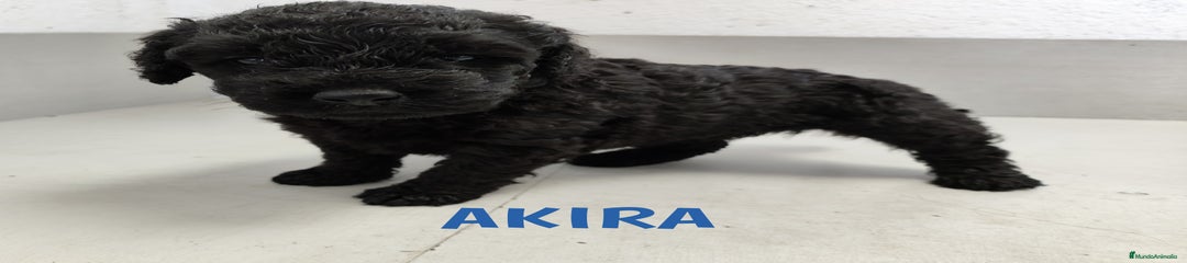 Perro de Agua Español Cachorro 6