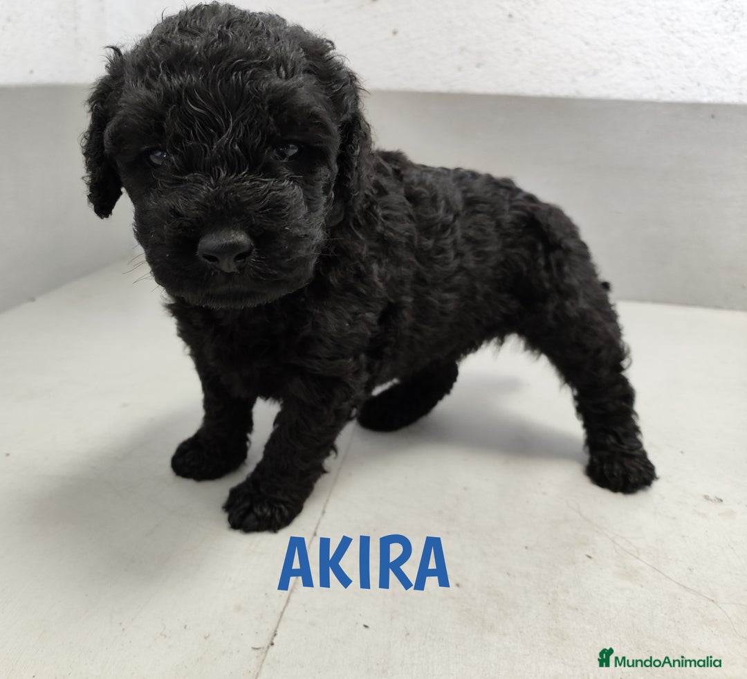 Perro de Agua Español perros en venta: Perros de agua de La Renquia - Imagen 9
