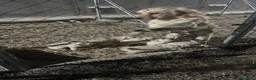 Golden Retriever perros en venta: CAMADA DE GOLDEN RETRIEVER PRECIOSO  - Anuncio 3