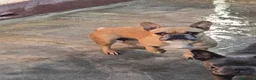Bulldog Francés perros en venta: Atención criadores  - Anuncio 2