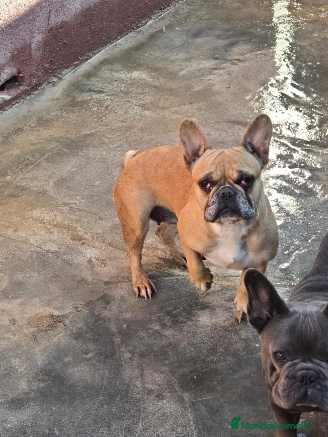Bulldog Francés perros en venta: Atención criadores  - Anuncio 2