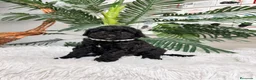 Caniche Enano perros en venta: CANICHE 🎀 - Anuncio 4
