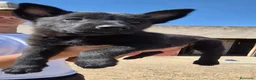 Pastor Belga Malinois perros en venta: Pastor belga melinoa NEGROS XL  maxima calidad - Anuncio 5