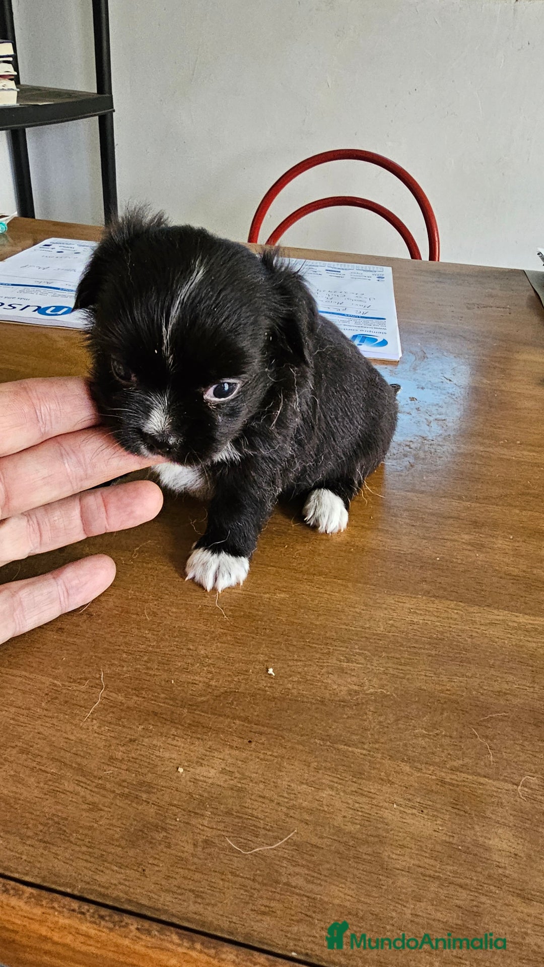 Chihuahua perros en venta: Chihuahuas mini - Imagen 2