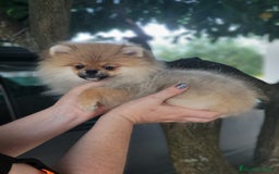 Pomerania perros en venta: Hembrita diminuta  - Imagen 2